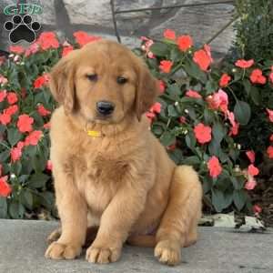 Hooch, Golden Retriever Puppy