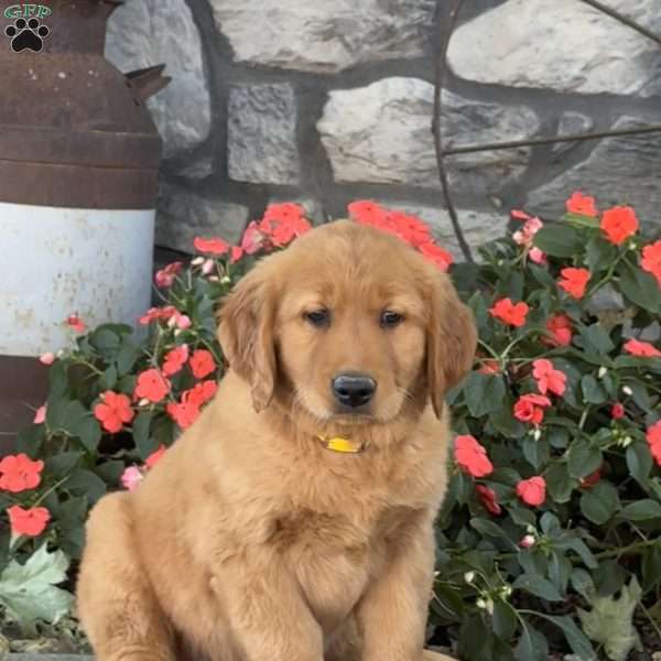 Hooch, Golden Retriever Puppy