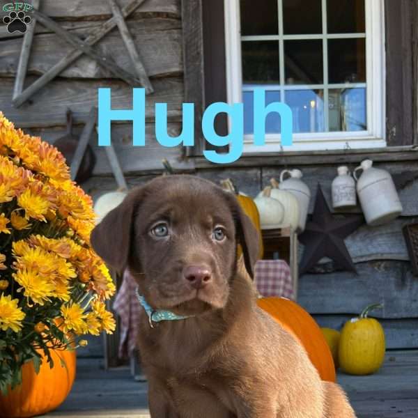 Hugh, Chocolate Labrador Retriever Puppy