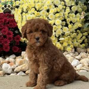 Spike, Mini Goldendoodle Puppy