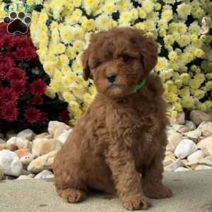 Spike, Mini Goldendoodle Puppy