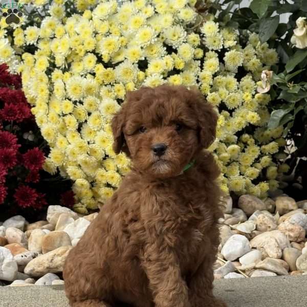 Spike, Mini Goldendoodle Puppy