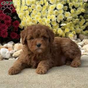 Spike, Mini Goldendoodle Puppy