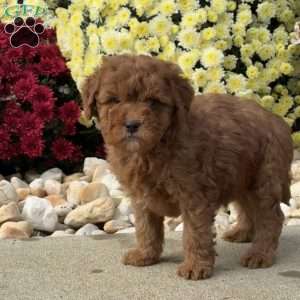 Spike, Mini Goldendoodle Puppy