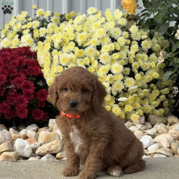 Scooby, Mini Goldendoodle Puppy