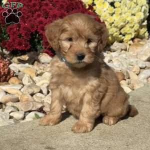 Snoopy, Mini Goldendoodle Puppy