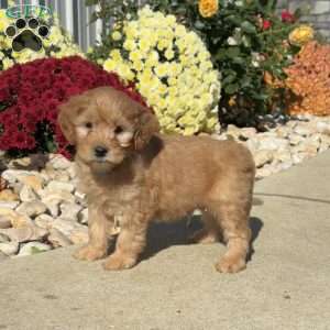 Snoopy, Mini Goldendoodle Puppy