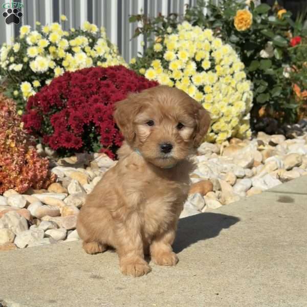 Snoopy, Mini Goldendoodle Puppy