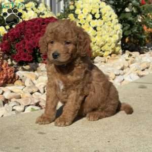 Scooter, Mini Goldendoodle Puppy