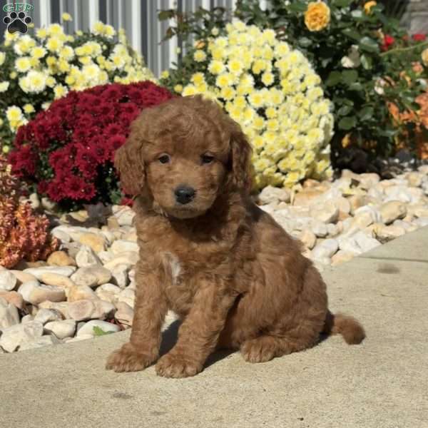 Scooter, Mini Goldendoodle Puppy