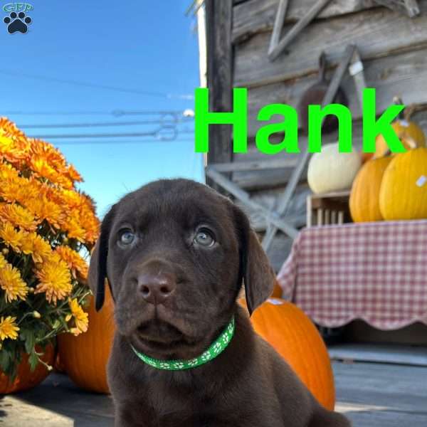 Hank, Chocolate Labrador Retriever Puppy