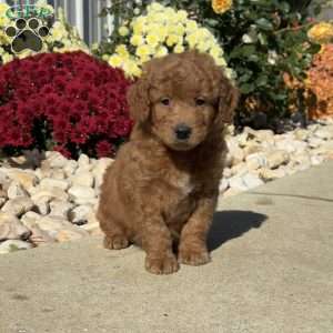 Scooter, Mini Goldendoodle Puppy