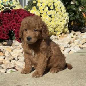 Scooter, Mini Goldendoodle Puppy