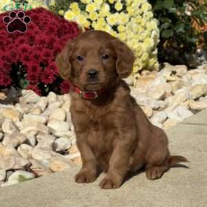 Sally, Mini Goldendoodle Puppy