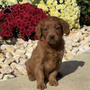 Sally, Mini Goldendoodle Puppy