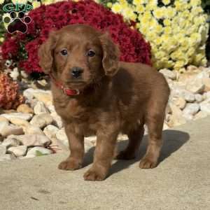 Sally, Mini Goldendoodle Puppy