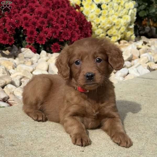 Sally, Mini Goldendoodle Puppy