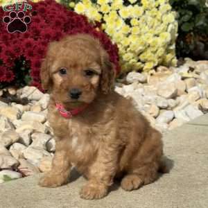 Sophie, Mini Goldendoodle Puppy
