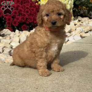 Sophie, Mini Goldendoodle Puppy