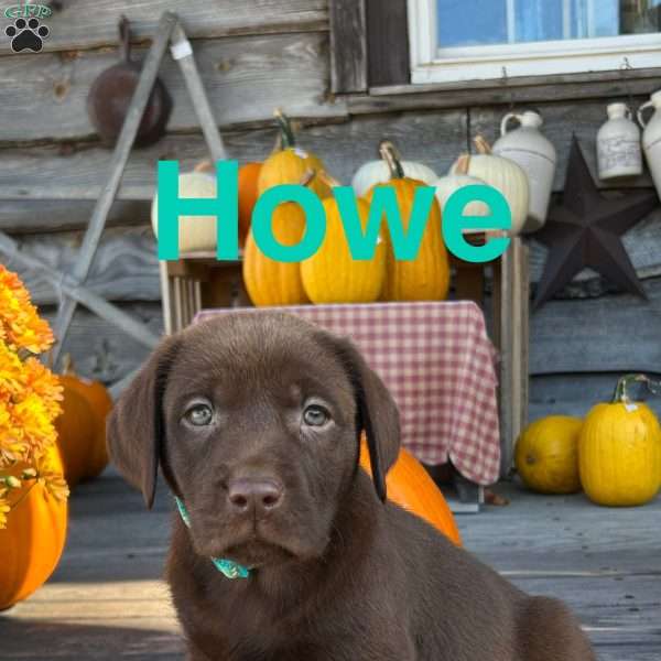 Howe, Chocolate Labrador Retriever Puppy