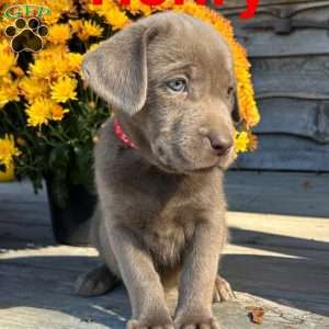 Henry, Silver Labrador Retriever Puppy