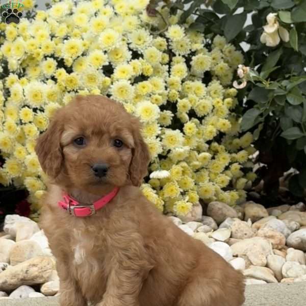 Sophie, Mini Goldendoodle Puppy