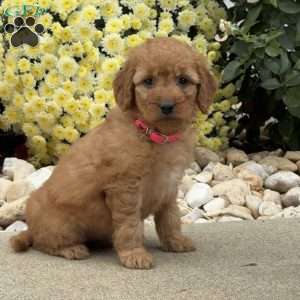 Sophie, Mini Goldendoodle Puppy