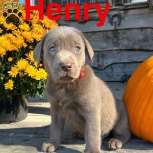 Henry, Silver Labrador Retriever Puppy