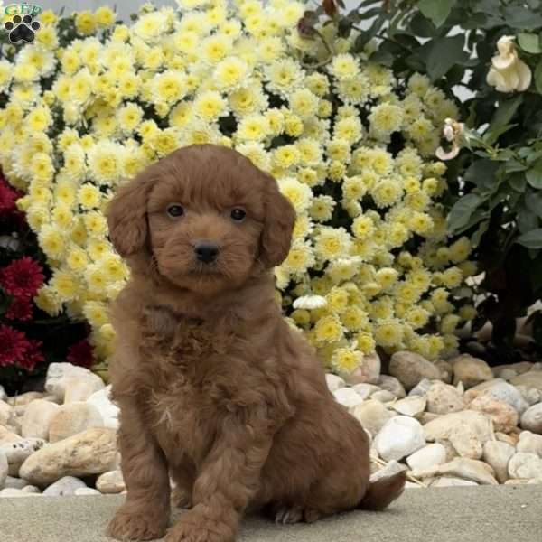 Spike, Mini Goldendoodle Puppy