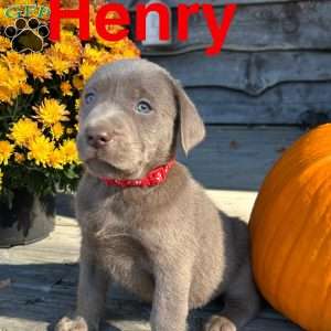 Henry, Silver Labrador Retriever Puppy