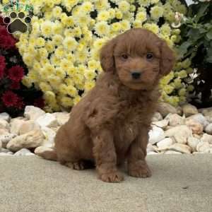 Spike, Mini Goldendoodle Puppy