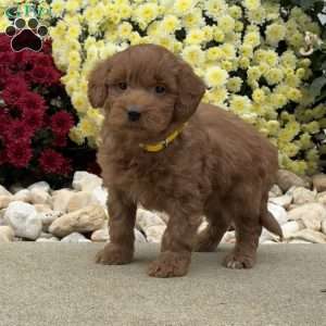 Spike, Mini Goldendoodle Puppy