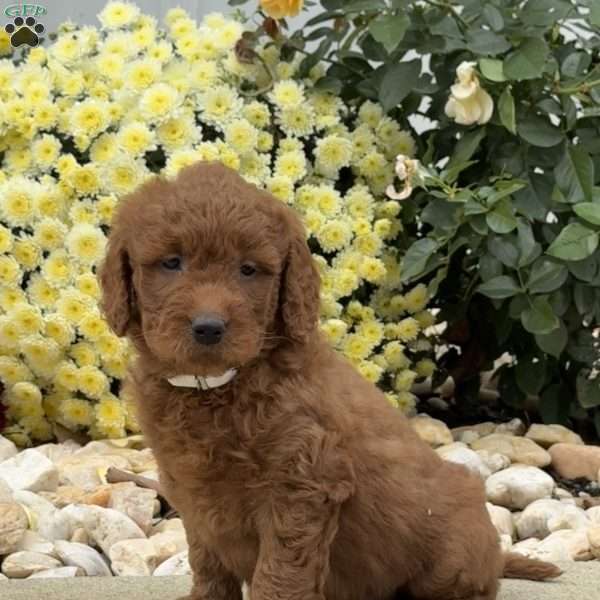 Sugar, Mini Goldendoodle Puppy