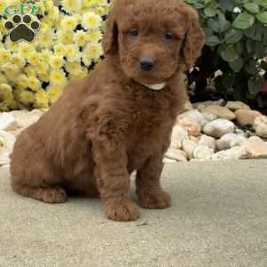 Sugar, Mini Goldendoodle Puppy