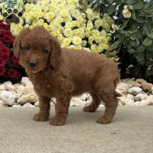 Sugar, Mini Goldendoodle Puppy