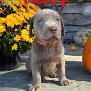Henry, Silver Labrador Retriever Puppy