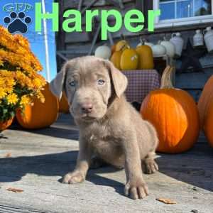 Harper, Silver Labrador Retriever Puppy