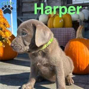 Harper, Silver Labrador Retriever Puppy