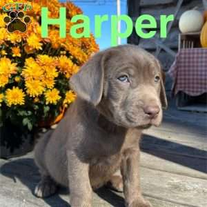 Harper, Silver Labrador Retriever Puppy