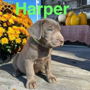 Harper, Silver Labrador Retriever Puppy