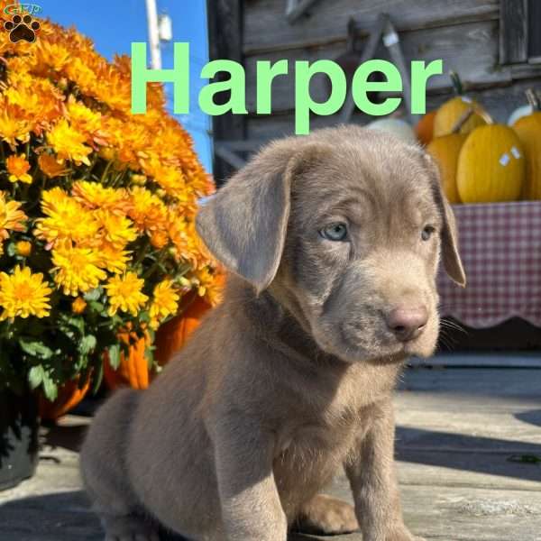 Harper, Silver Labrador Retriever Puppy