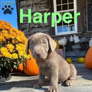 Harper, Silver Labrador Retriever Puppy