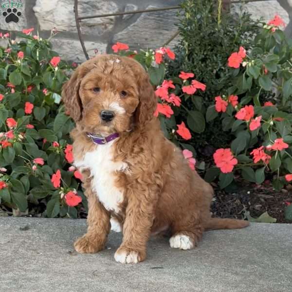 Jack, Mini Goldendoodle Puppy