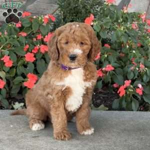 Jack, Mini Goldendoodle Puppy