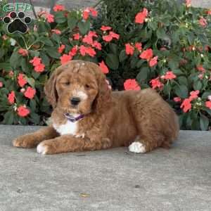 Jack, Mini Goldendoodle Puppy