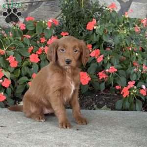 Jill, Mini Goldendoodle Puppy