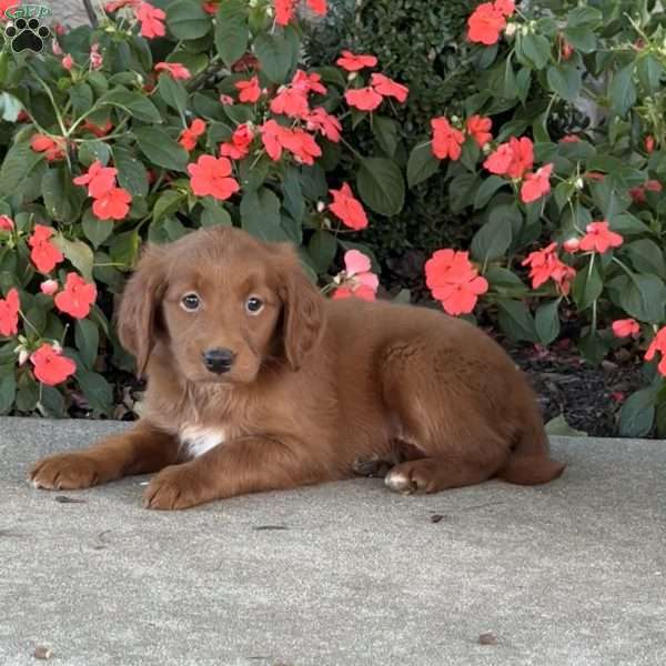 Jill, Mini Goldendoodle Puppy