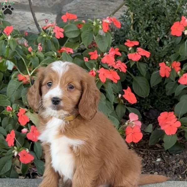 Johnny, Mini Goldendoodle Puppy