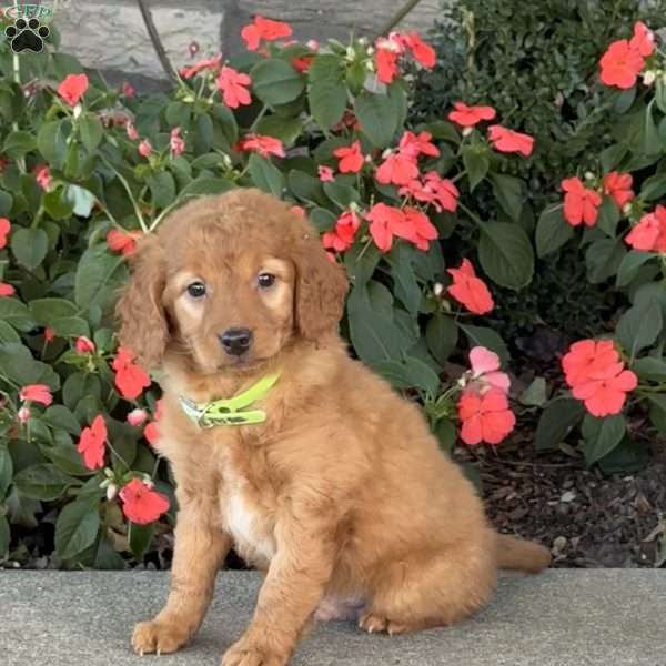 Jimmy, Mini Goldendoodle Puppy