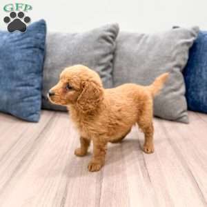 Scarlett, Goldendoodle Puppy